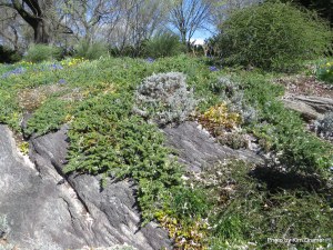 An outcropping of rocks adds dramatic interest to the Heather Garden. 