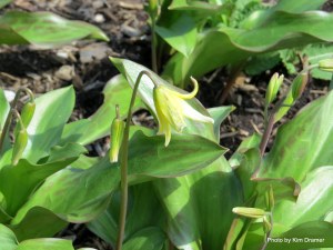 A trout lily makes an early spring appearance.